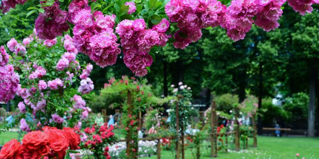 Roseraie parc Pépinière